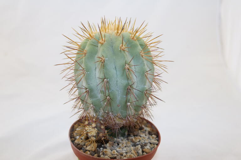 Copiapoa haseltoniana JO 1706 BIG (2)