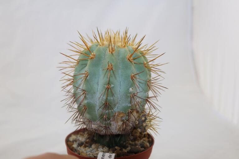 Copiapoa haseltoniana JO 1706 BIG (3)