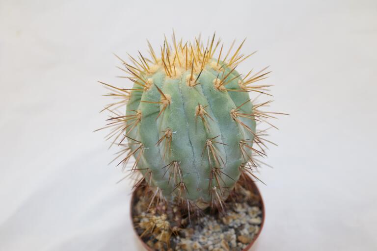 Copiapoa haseltoniana JO 1706 BIG (4)