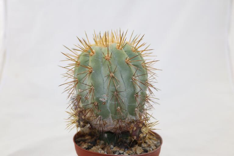 Copiapoa haseltoniana JO 1706 BIG (5)