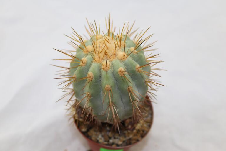 Copiapoa haseltoniana JO 1706 BIG (6)