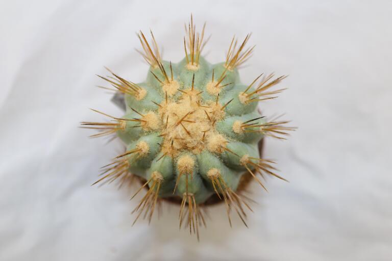 Copiapoa haseltoniana JO 1706 BIG (7)