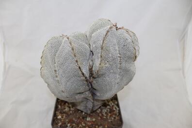Astrophytum onzuka Dichotoma 40 Years GIANT