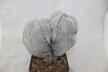 Astrophytum onzuka Dichotoma 40 Years GIANT