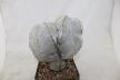 Astrophytum onzuka Dichotoma 40 Years GIANT (2)