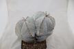 Astrophytum onzuka Dichotoma 40 Years GIANT (3)