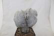 Astrophytum onzuka Dichotoma 40 Years GIANT (6)