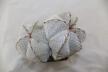 Astrophytum onzuka Dichotoma 40 Years GIANT (8)