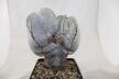 Astrophytum onzuka Dichotoma 40 Years GIANT (9)