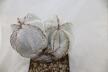 Astrophytum onzuka Dichotoma 40 Years GIANT (4)