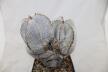 Astrophytum onzuka Dichotoma 40 Years GIANT (5)