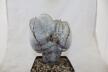 Astrophytum onzuka Dichotoma 40 Years GIANT (10)