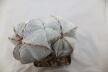Astrophytum onzuka Dichotoma 40 Years GIANT (11)