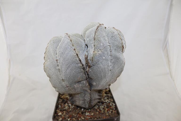 Astrophytum onzuka Dichotoma 40 Years GIANT (2)