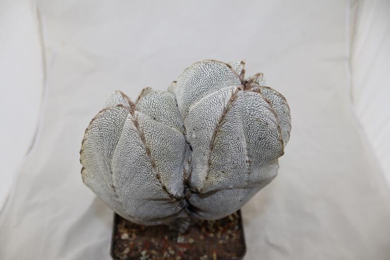 Astrophytum onzuka Dichotoma 40 Years GIANT (3)