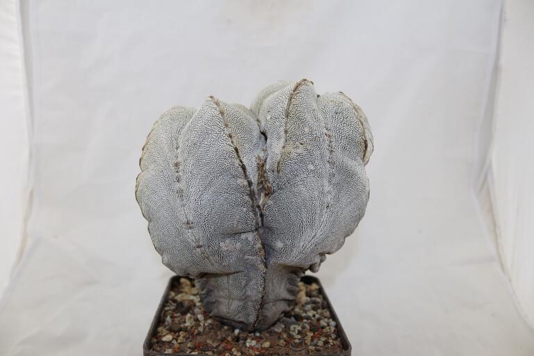 Astrophytum onzuka Dichotoma 40 Years GIANT (6)
