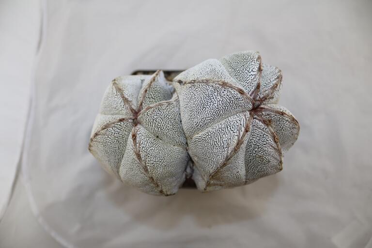 Astrophytum onzuka Dichotoma 40 Years GIANT (7)