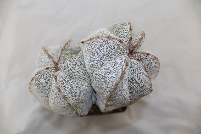 Astrophytum onzuka Dichotoma 40 Years GIANT (8)