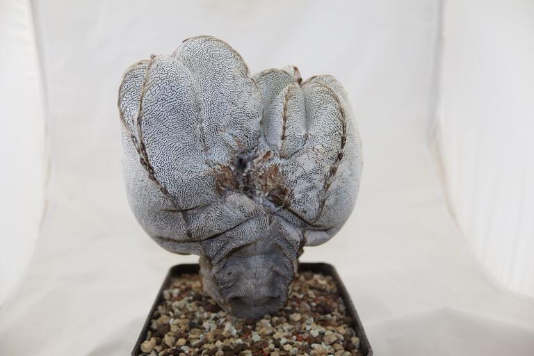 Astrophytum onzuka Dichotoma 40 Years GIANT (9)