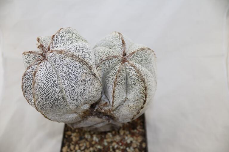 Astrophytum onzuka Dichotoma 40 Years GIANT (4)