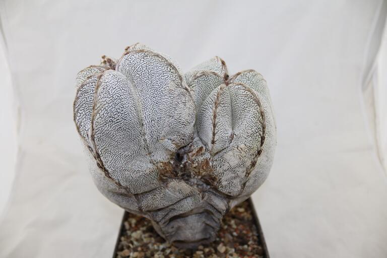 Astrophytum onzuka Dichotoma 40 Years GIANT (5)