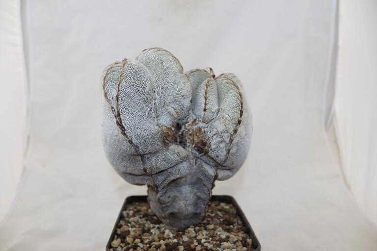 Astrophytum onzuka Dichotoma 40 Years GIANT (10)