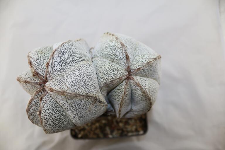 Astrophytum onzuka Dichotoma 40 Years GIANT (11)