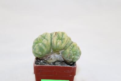 Lophophora Cristata Variegata 