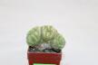 Lophophora Cristata Variegata 