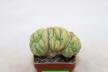 Lophophora Cristata Variegata  (3)