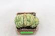 Lophophora Cristata Variegata  (5)
