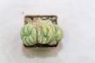 Lophophora Cristata Variegata  (6)
