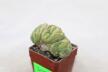 Lophophora Cristata Variegata  (10)