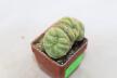 Lophophora Cristata Variegata  (9)