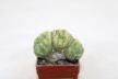 Lophophora Cristata Variegata  (4)