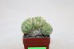 Lophophora Cristata Variegata  (8)
