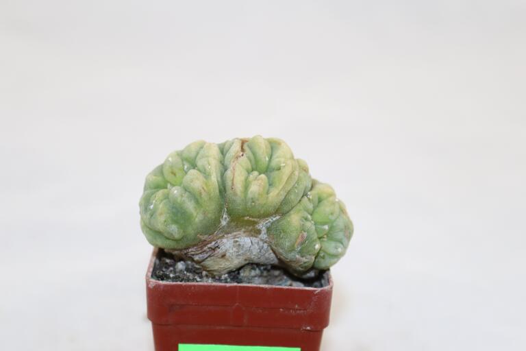 Lophophora Cristata Variegata  (1)