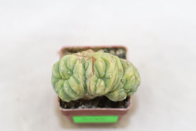 Lophophora Cristata Variegata  (2)