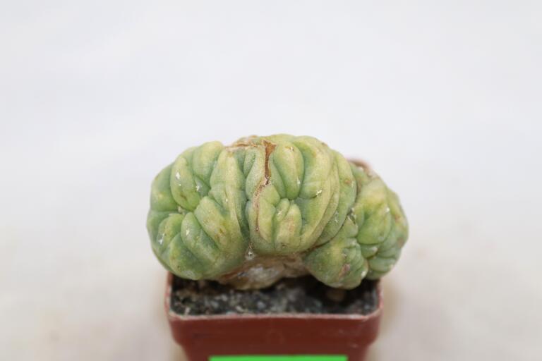 Lophophora Cristata Variegata  (3)