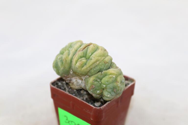 Lophophora Cristata Variegata  (10)