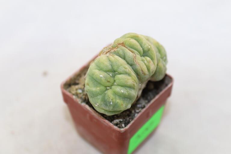 Lophophora Cristata Variegata  (9)