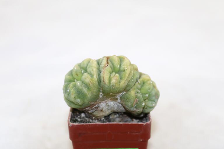 Lophophora Cristata Variegata  (4)