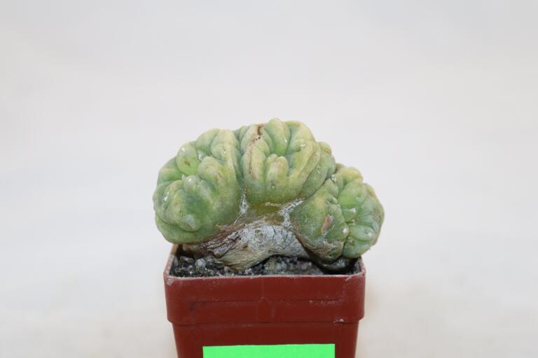 Lophophora Cristata Variegata  (8)