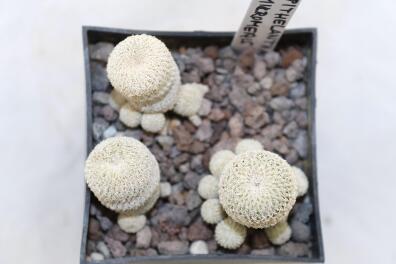 Epithelantha gregii MULTIHEADS x3 plants 