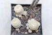 Epithelantha gregii MULTIHEADS x3 plants 