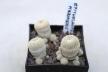 Epithelantha gregii MULTIHEADS x3 plants  (2)
