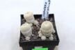 Epithelantha gregii MULTIHEADS x3 plants  (3)