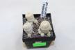 Epithelantha gregii MULTIHEADS x3 plants  (4)