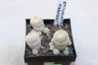 Epithelantha gregii MULTIHEADS x3 plants  (6)