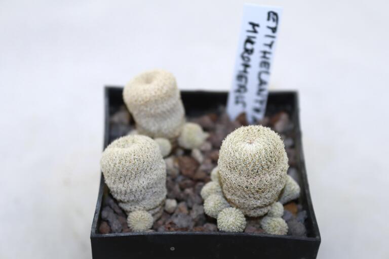 Epithelantha gregii MULTIHEADS x3 plants  (2)